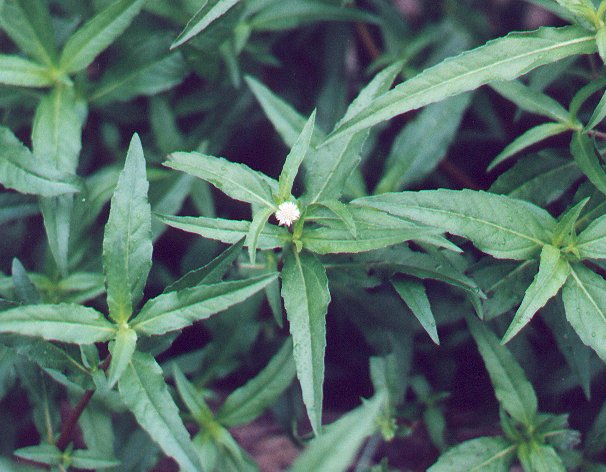 false daisy